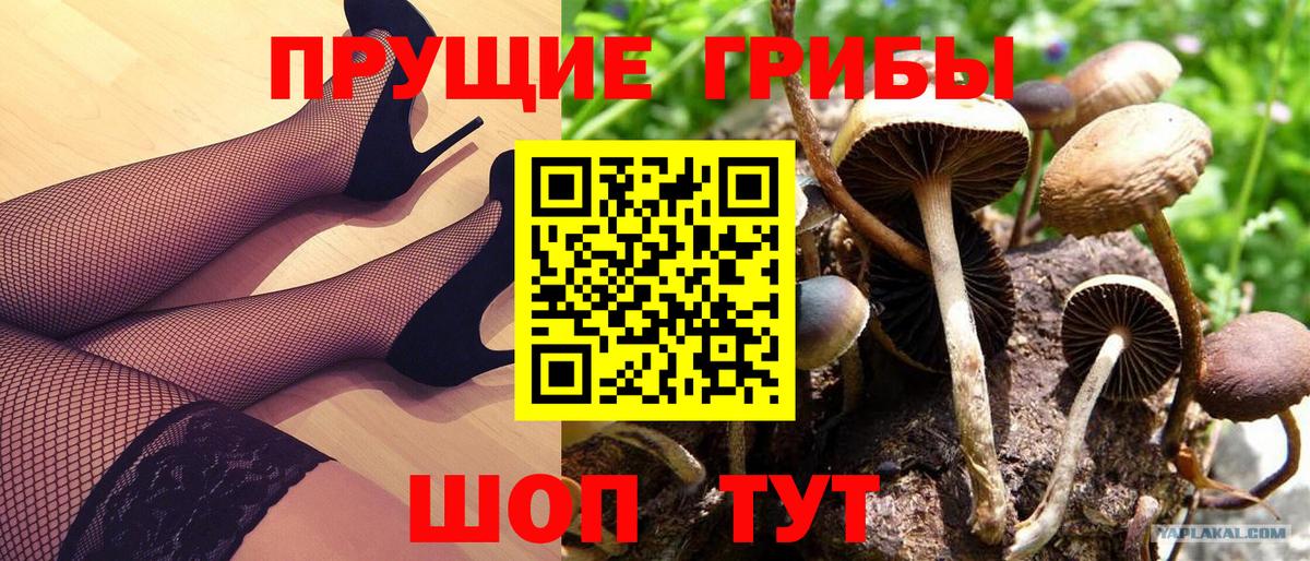 Галлюциногенные грибы Psilocybe Миллерово